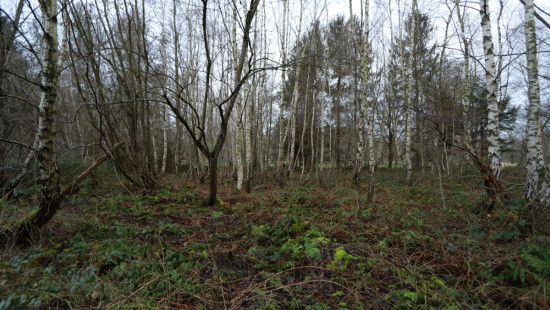 De heide - X - - 3201