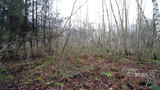 De heide - X - - 3201