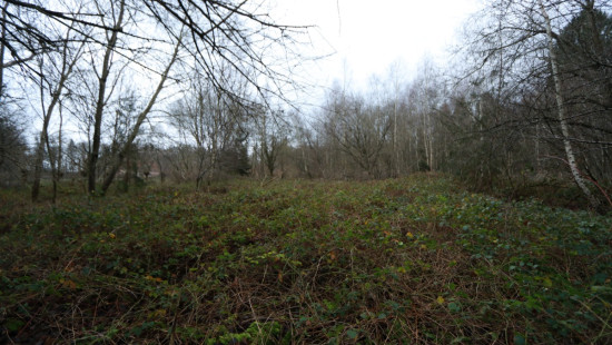 De heide - X - - 3201