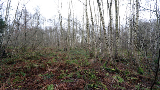 De heide - X - - 3201