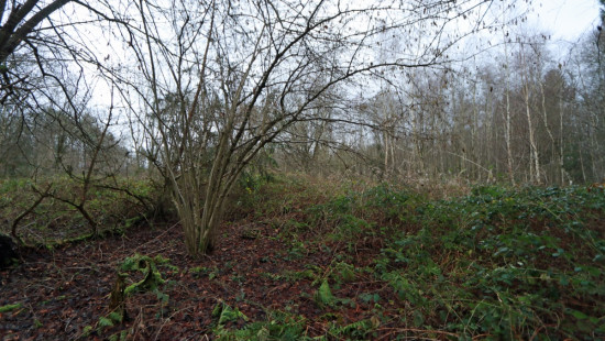 De heide - X - - 3201