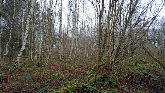 De heide - X - - 3201