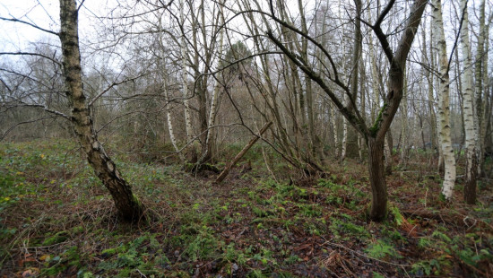 De heide - X - - 3201