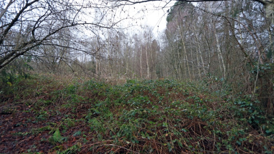 De heide - X - - 3201