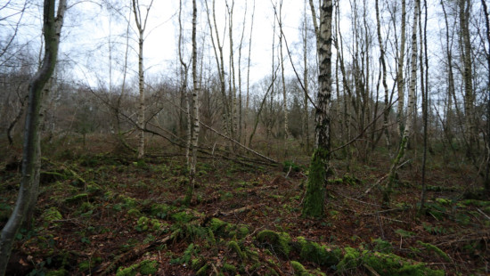 De heide - X - - 3201