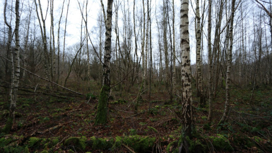 De heide - X - - 3201