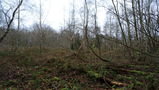 De heide - X - - 3201