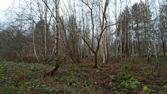 De heide - X - - 3201