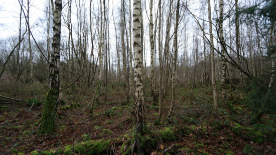 De heide - X - - 3201