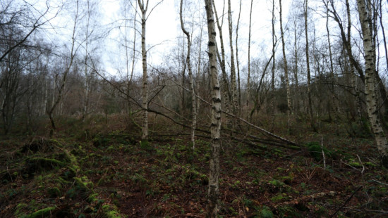 De heide - X - - 3201