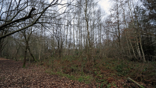 De heide - X - - 3201