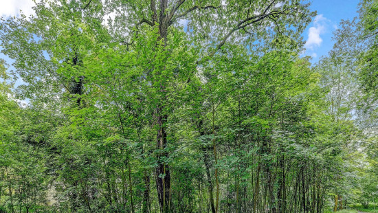 Malpertuusberg - 11 - - 3090